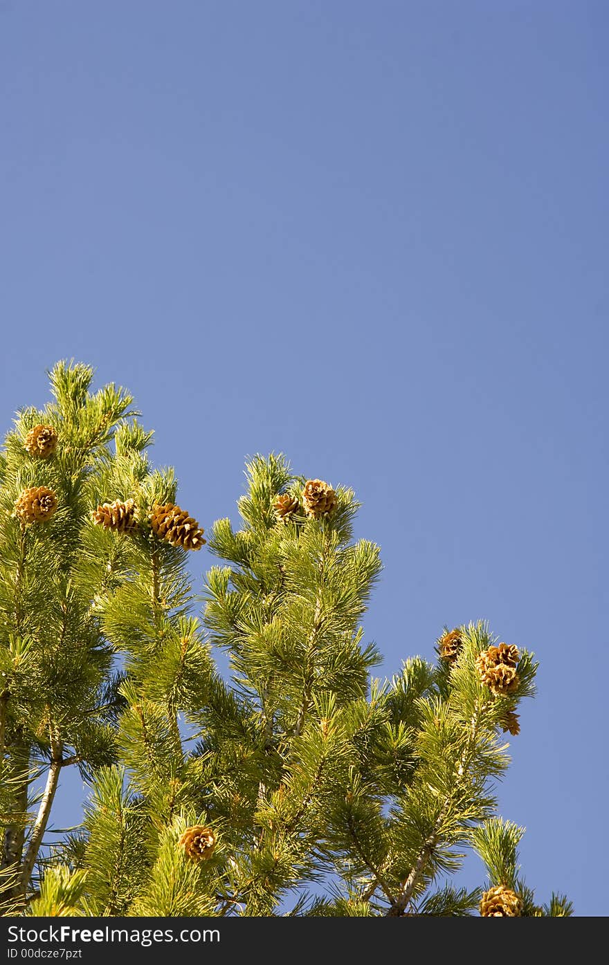 Pine Cones And Blue Sky