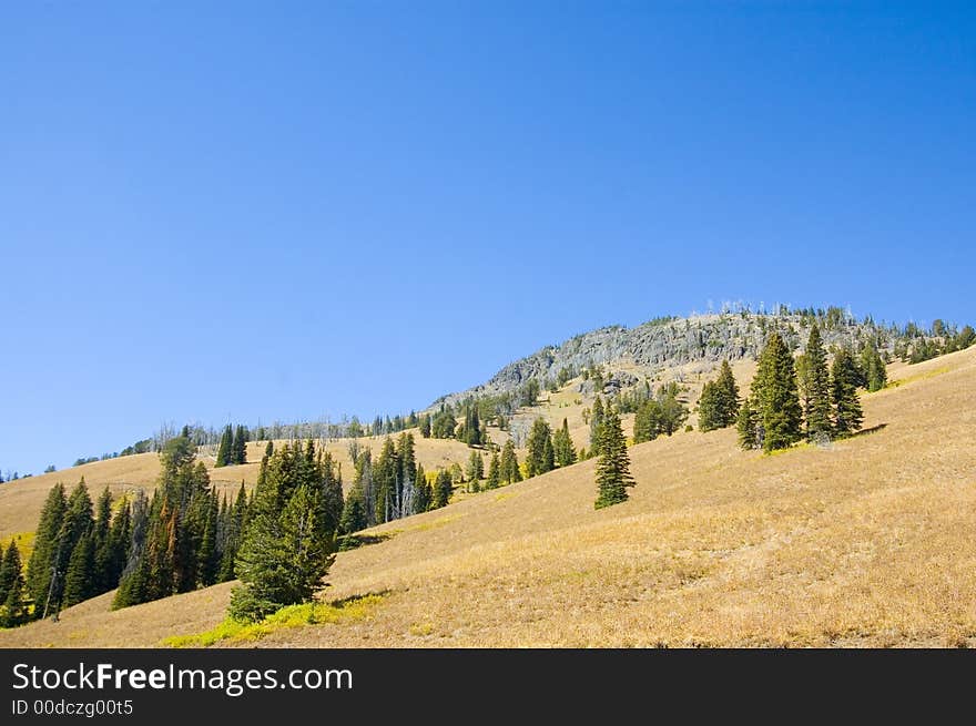 Hillside in Yellowstone