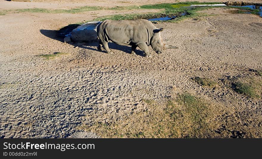 White rhinoceros