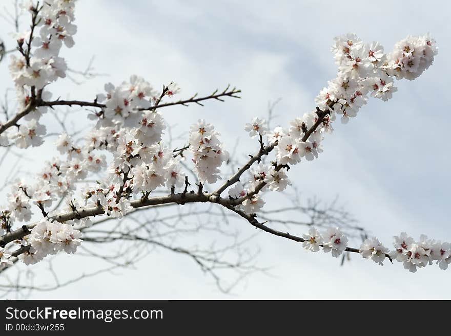 Spring beauty on the blue sky. Spring beauty on the blue sky