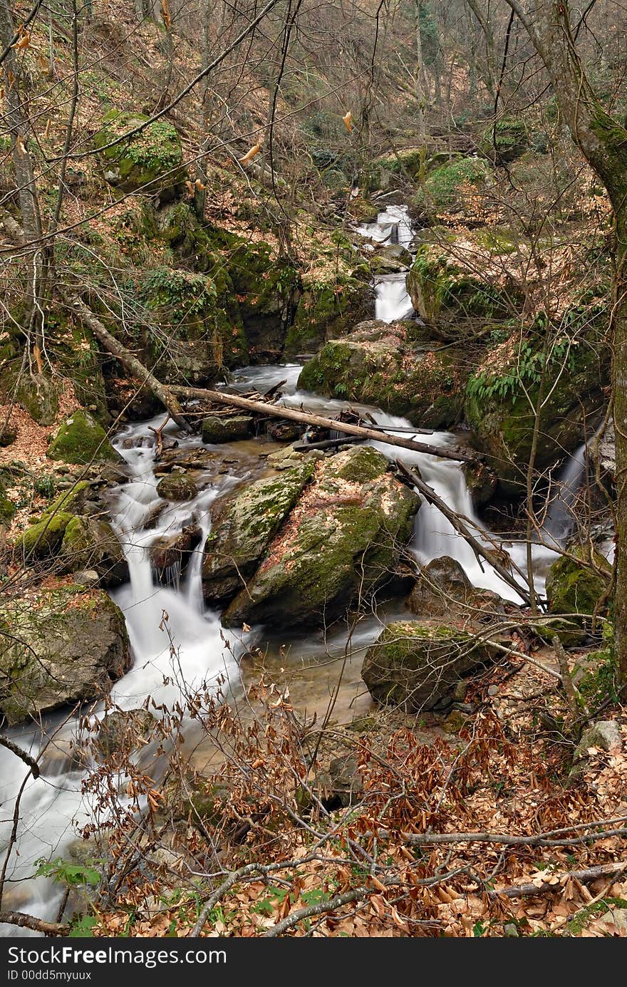 Creek in the forest