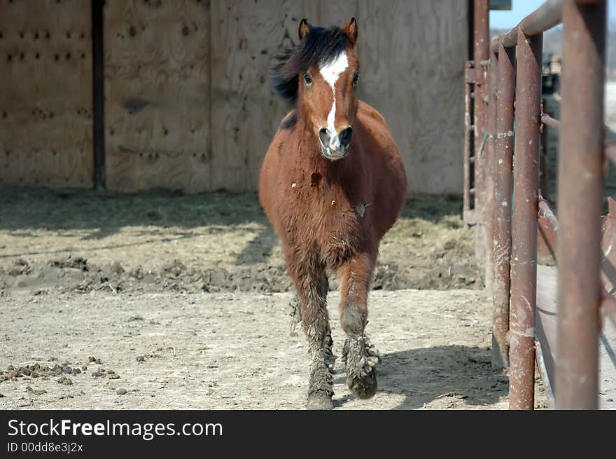 Muddy Pony