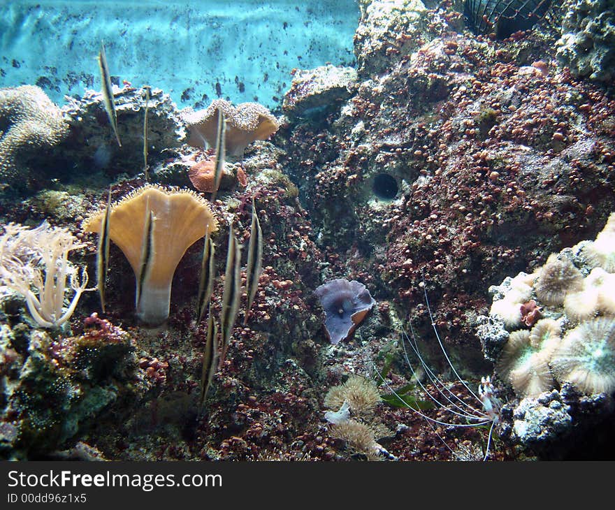 Underwater series - closeup shots of coral and fish