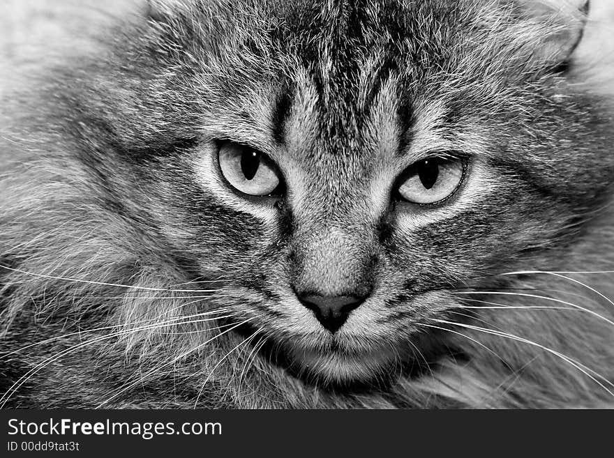 Close-up of the face of a tabby cat in black and white