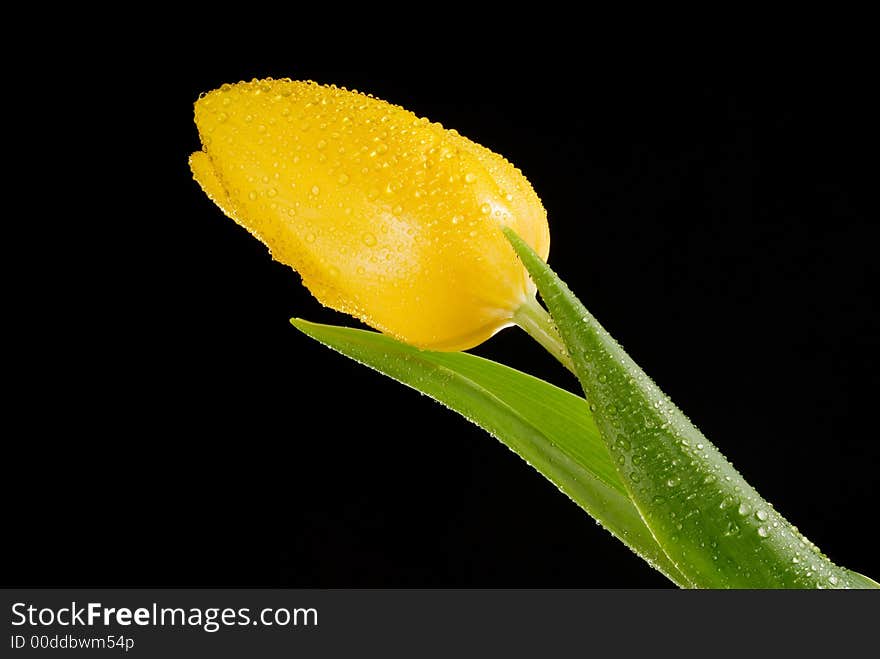 Perfect yellow tulip with dew drops over black