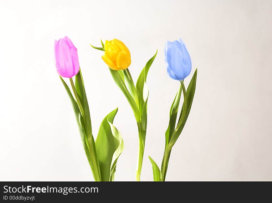 Tulips