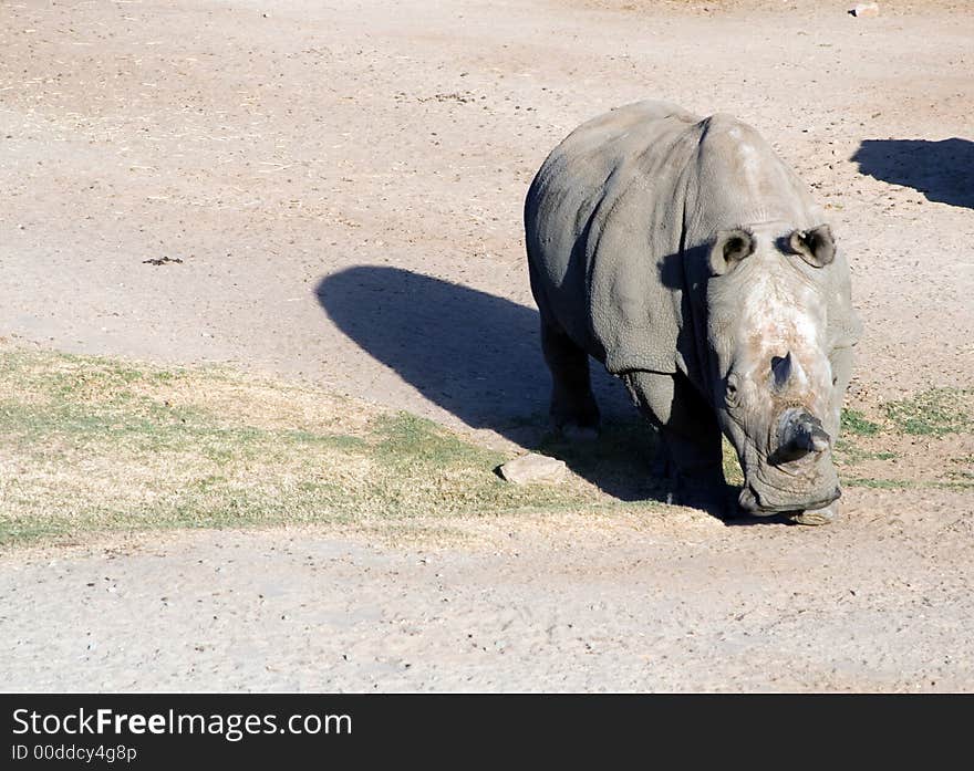 White rhinoceros