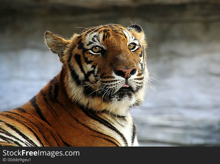 Tiger portrait