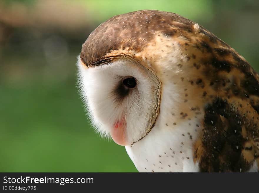 Profile of white-faced glass owl against green background. Profile of white-faced glass owl against green background