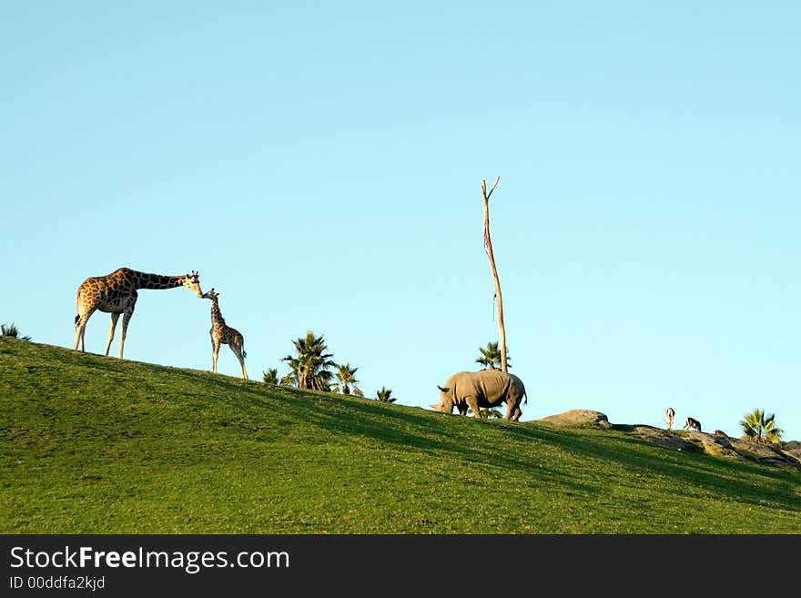 Giraffes and rhino eating at dusk