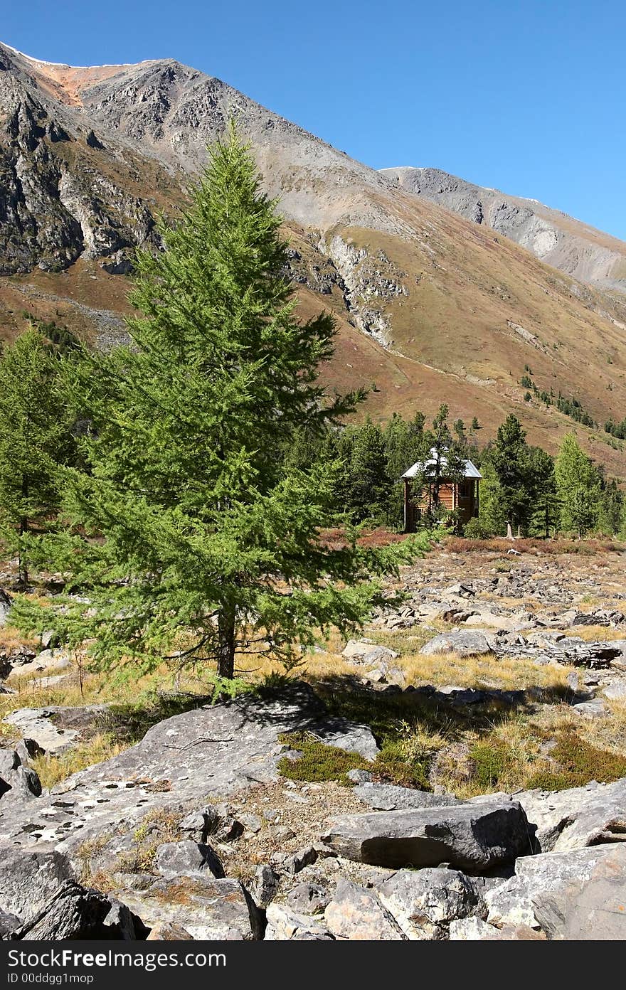 Larch, mountains and blue sky. Altay. Russia.