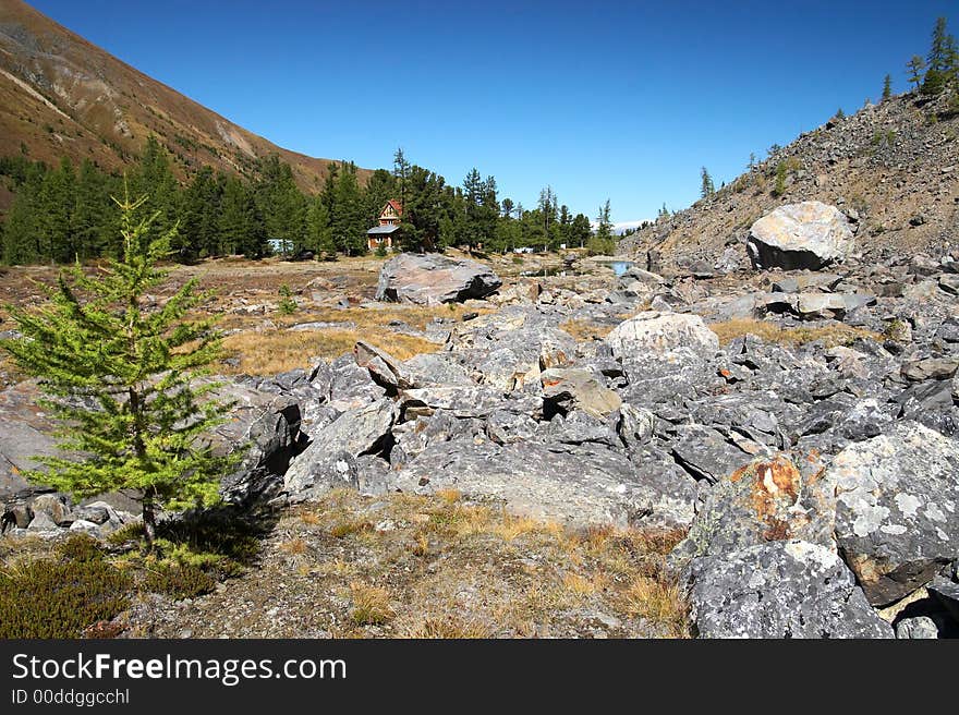 Larch, mountains and blue sky. Altay. Russia.