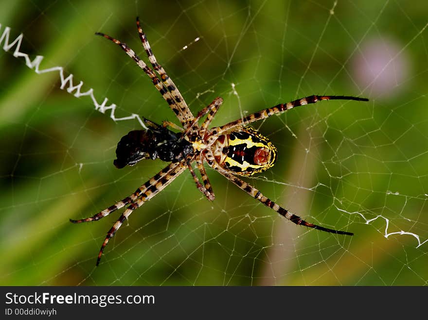 Nature spider