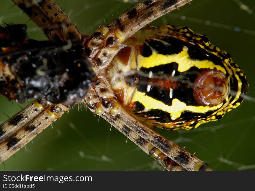 Nature spider