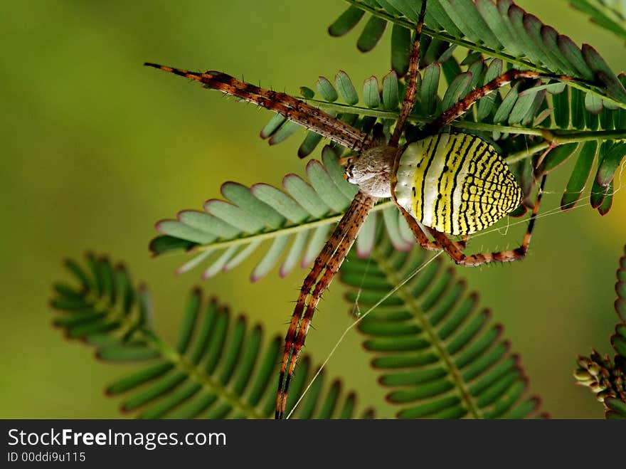 Nature orb web spider