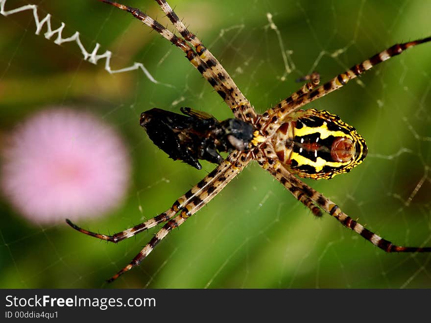 Nature orb web spider