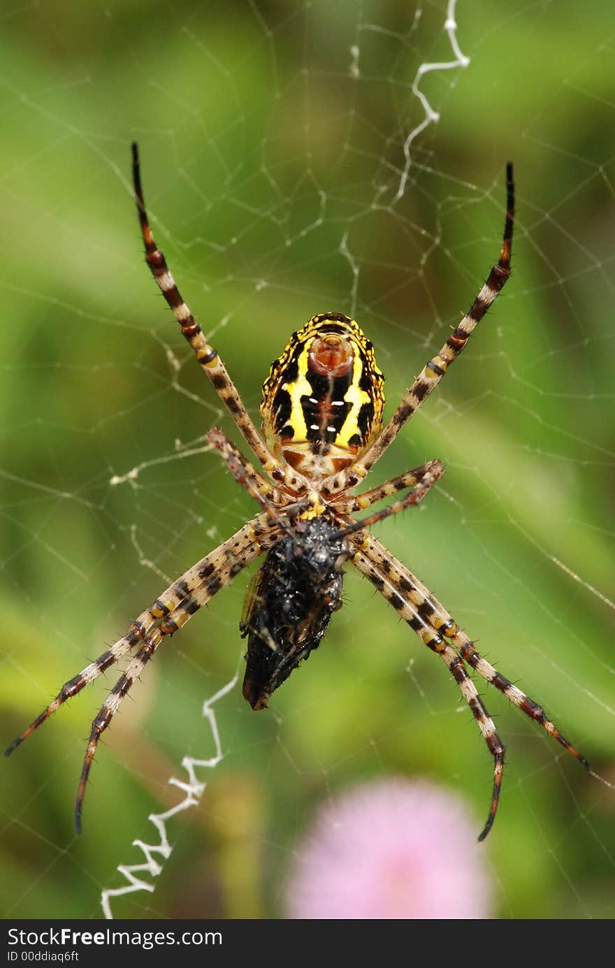 Nature spider