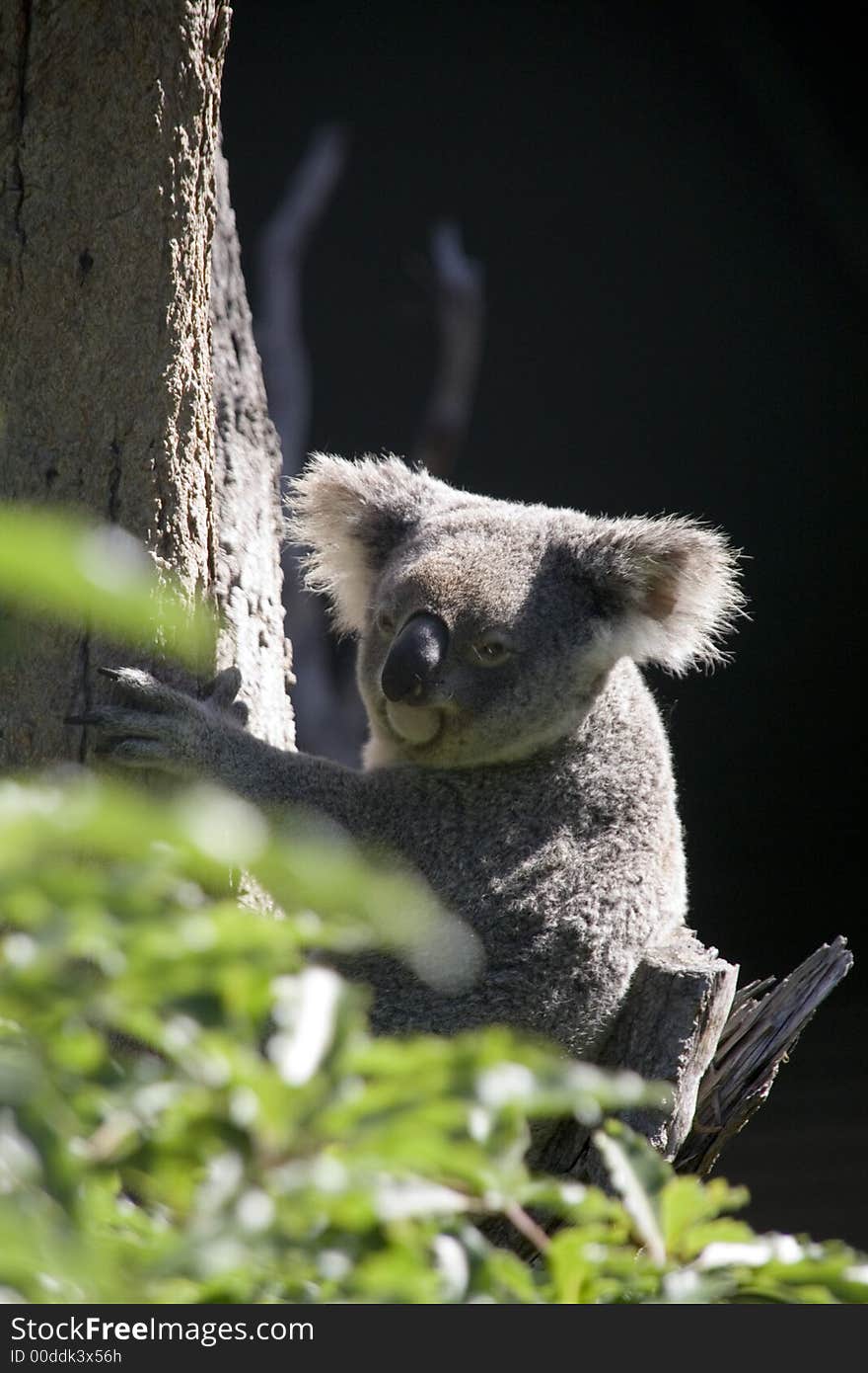 Native Australian Koala Bear in a Tree