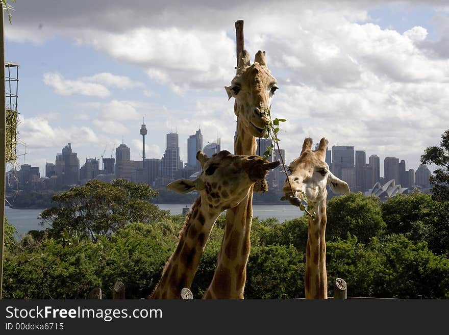 Giraffe eating grass with sydney skyline background. Giraffe eating grass with sydney skyline background