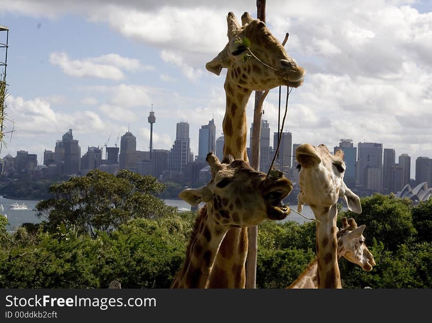 Giraffe eating grass with sydney skyline background. Giraffe eating grass with sydney skyline background