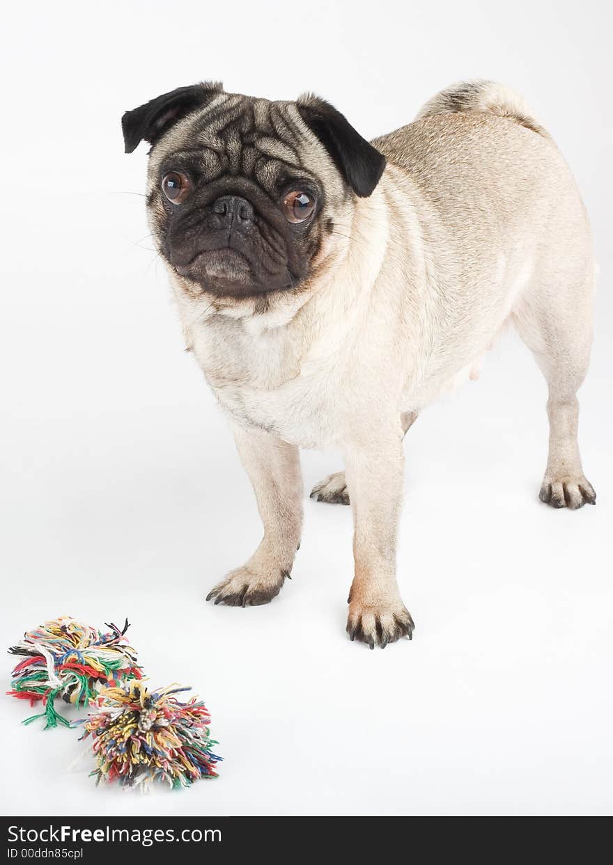 A standing pug, isolated on white. A standing pug, isolated on white