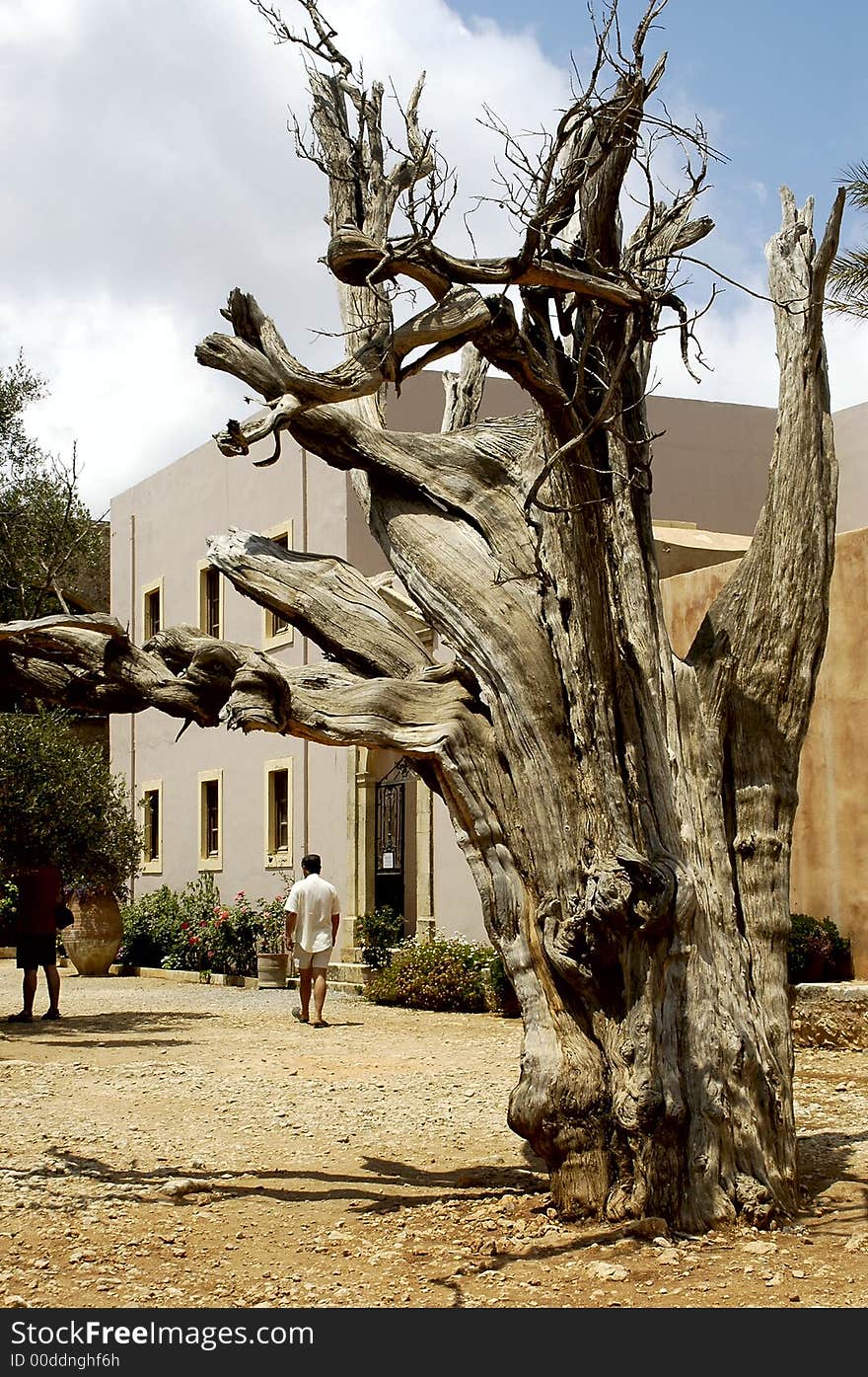 Crete Arkadi convent tree