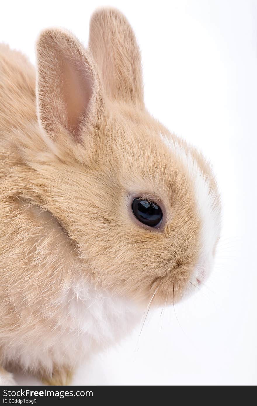 Cute brown-white bunny, isolat