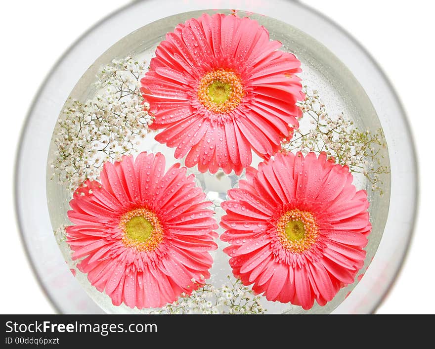 Flowers in goblet with water. Flowers in goblet with water