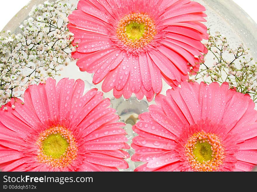 Flowers in goblet with water. Flowers in goblet with water