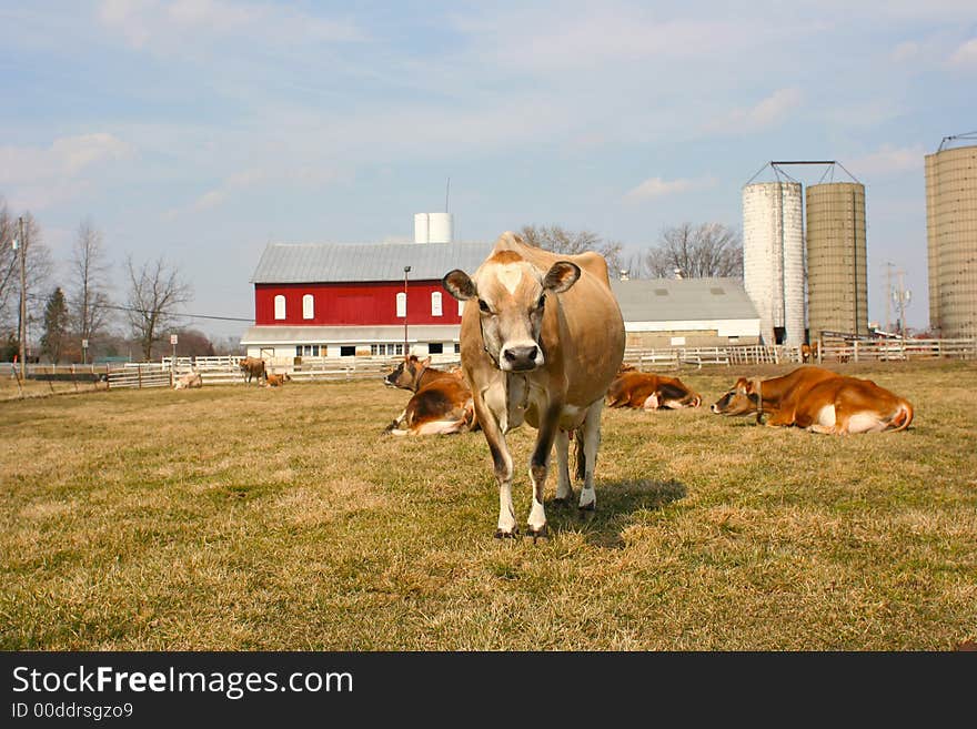 Jersey cow in a pasture