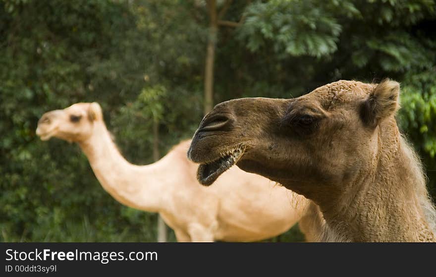 A  close up of two camel heads. A  close up of two camel heads