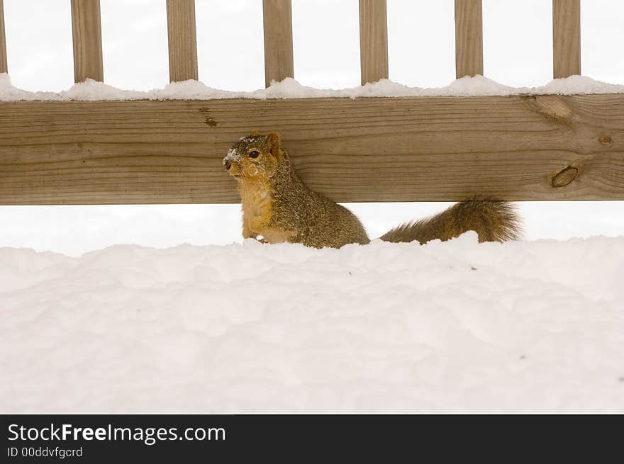 A squirrel in the snow