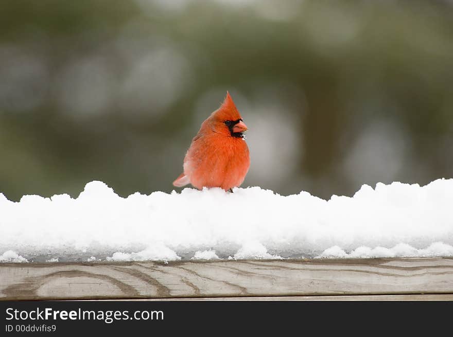 Cardinal on snow covered rail