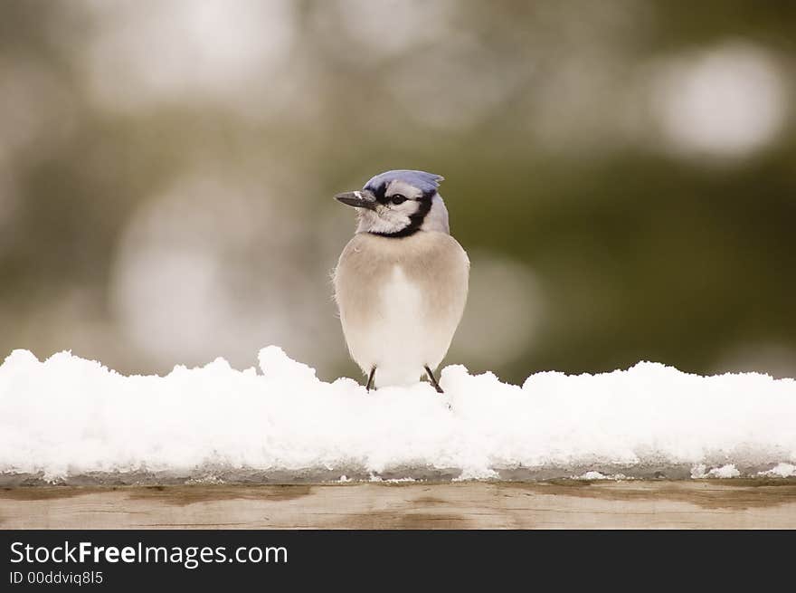 A bluejay sits perched on a snow-covered deck after a winter storm. A bluejay sits perched on a snow-covered deck after a winter storm.