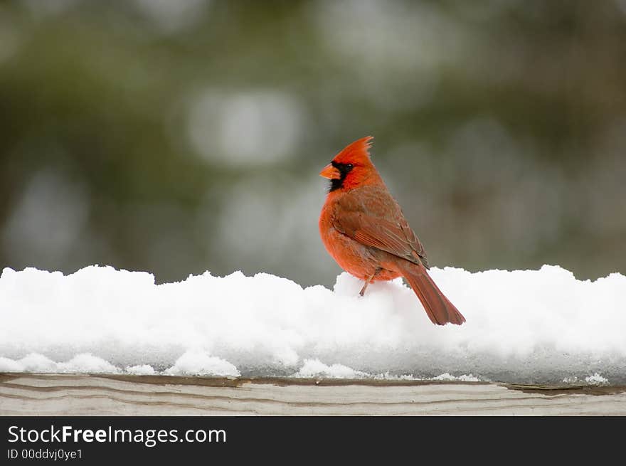 A male northern cardinal sits on the railing of a deck following a snowstorm. A male northern cardinal sits on the railing of a deck following a snowstorm