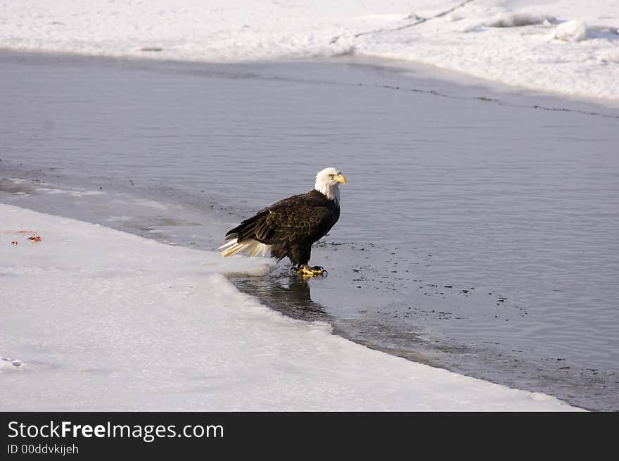 Bald Eagle On The Ice