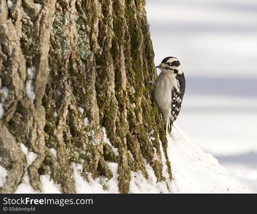 Downy woodpecker on a tree