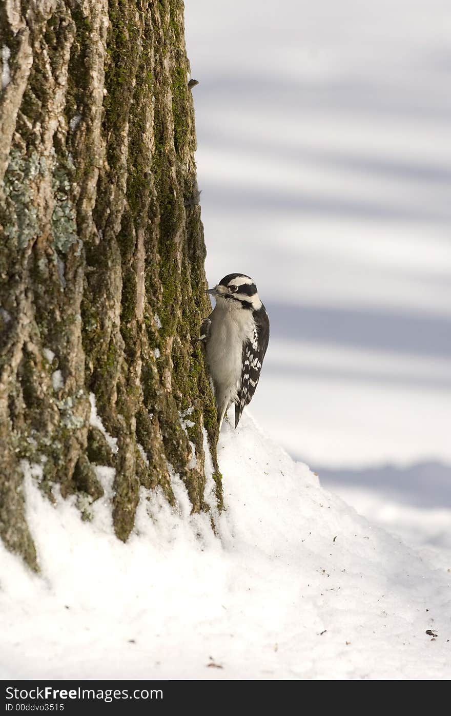 A downy woodpecker makes its way up a tree. A downy woodpecker makes its way up a tree