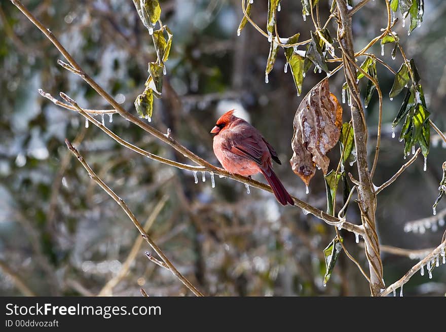 Cardinal in a tree