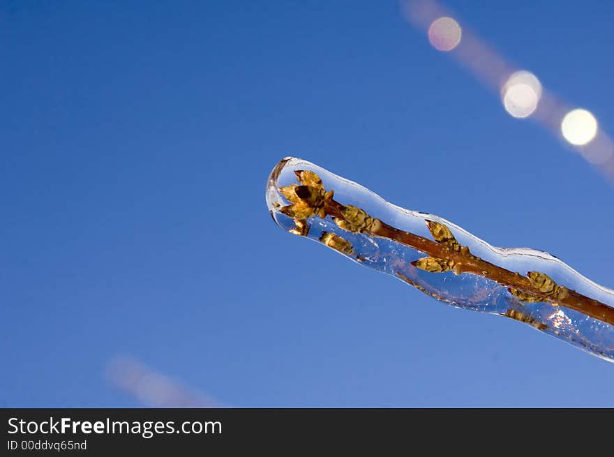 Ice covered branch