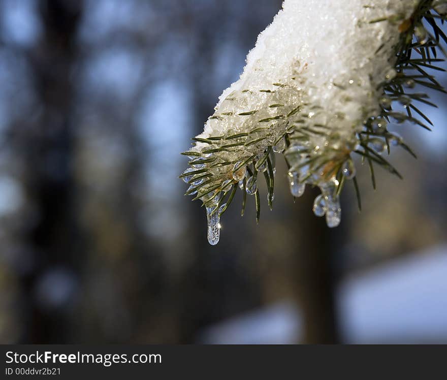 Icicle and snow on evergreen