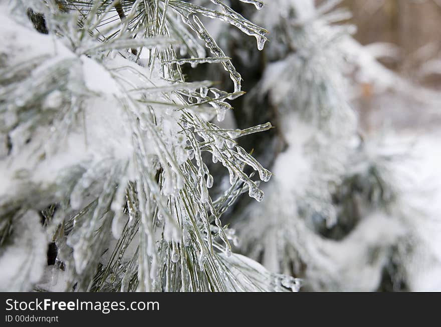 Icicles form on the branches of an evergreen tree following a winter storm in Illinois. Icicles form on the branches of an evergreen tree following a winter storm in Illinois