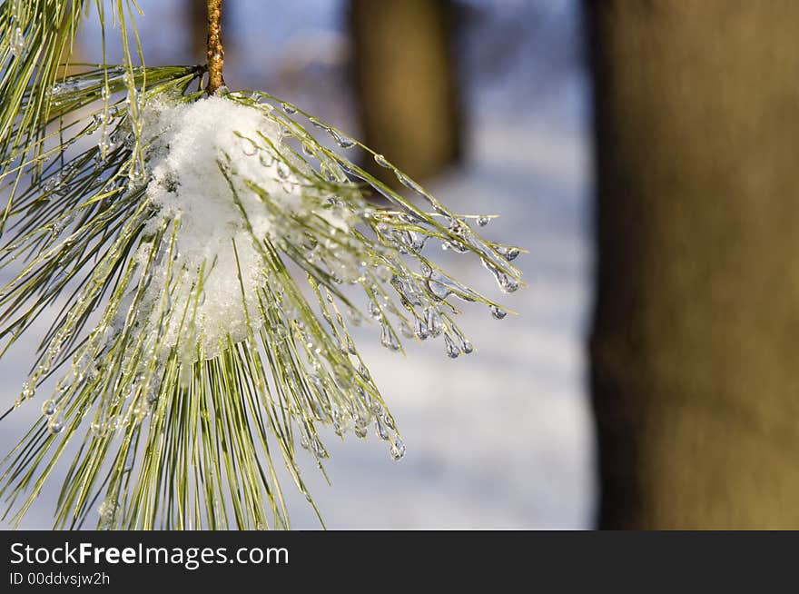 Ice forms on the branches of evergreen trees following a snowstorm in Illinois. Ice forms on the branches of evergreen trees following a snowstorm in Illinois
