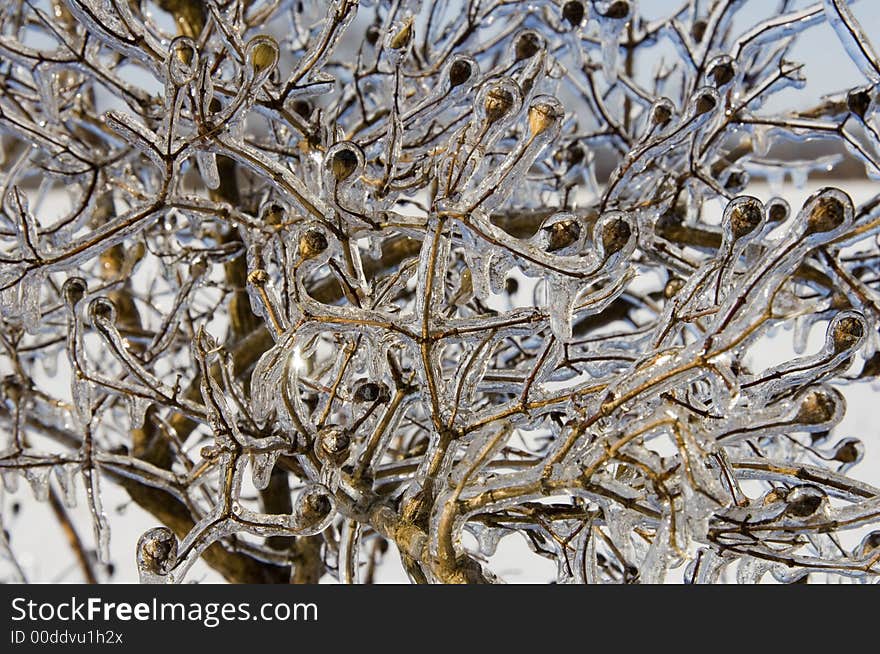 Vegetation following ice storm