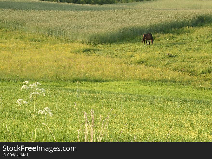 Latvia, Latgalia, horse, race, racehorse, green, forest, meadow, landscape, country, villade,  natural, natura, outdoors, park,  peaceful,  seasons, summer, rest, evening, Ligo, holiday, dream, freedom, free, sunset,. Latvia, Latgalia, horse, race, racehorse, green, forest, meadow, landscape, country, villade,  natural, natura, outdoors, park,  peaceful,  seasons, summer, rest, evening, Ligo, holiday, dream, freedom, free, sunset,