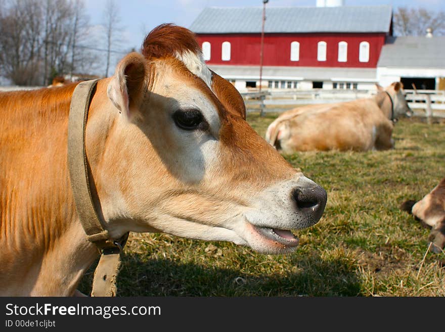 A portrait of a jersey cow. A portrait of a jersey cow