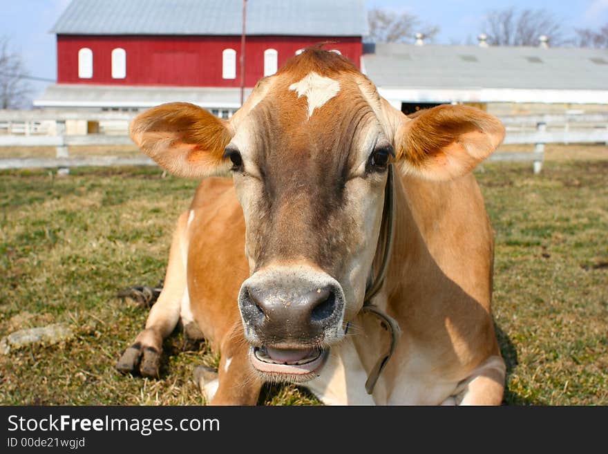 A beautiful jersey cow resting. A beautiful jersey cow resting