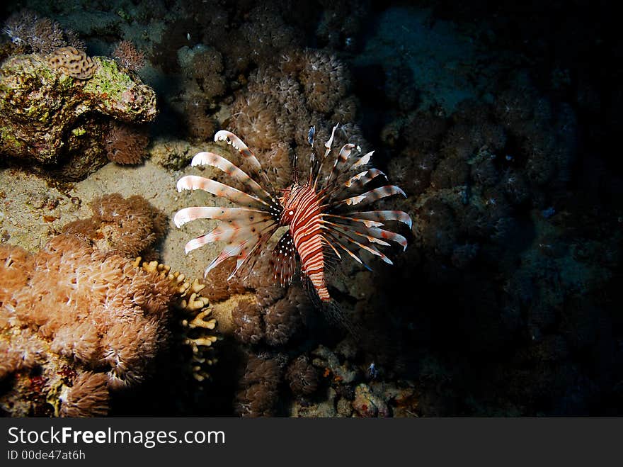 Lion fish in cave Ras Mohammad Egypt Sinai