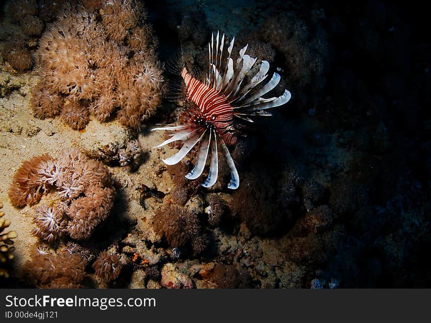 Lion Fish in Red Sea Sinai Egypt