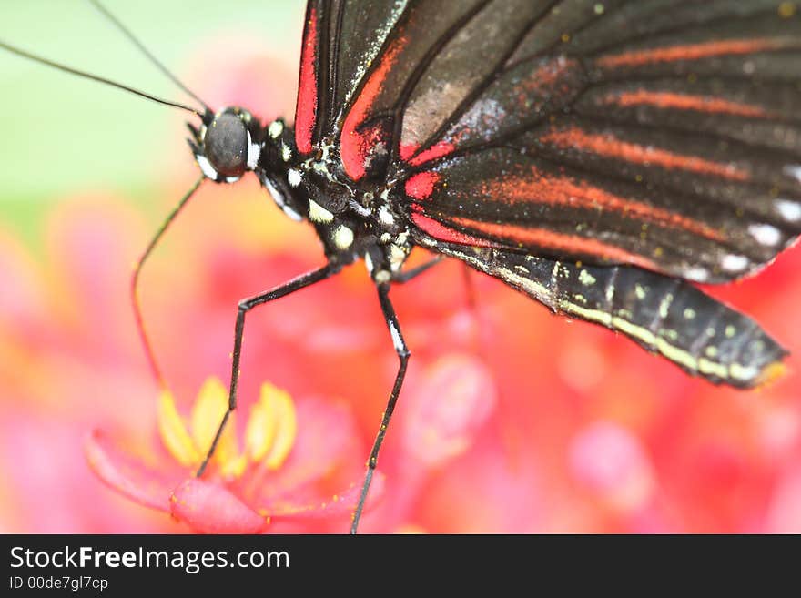 Macro shot of a butterfly feeding on a flower